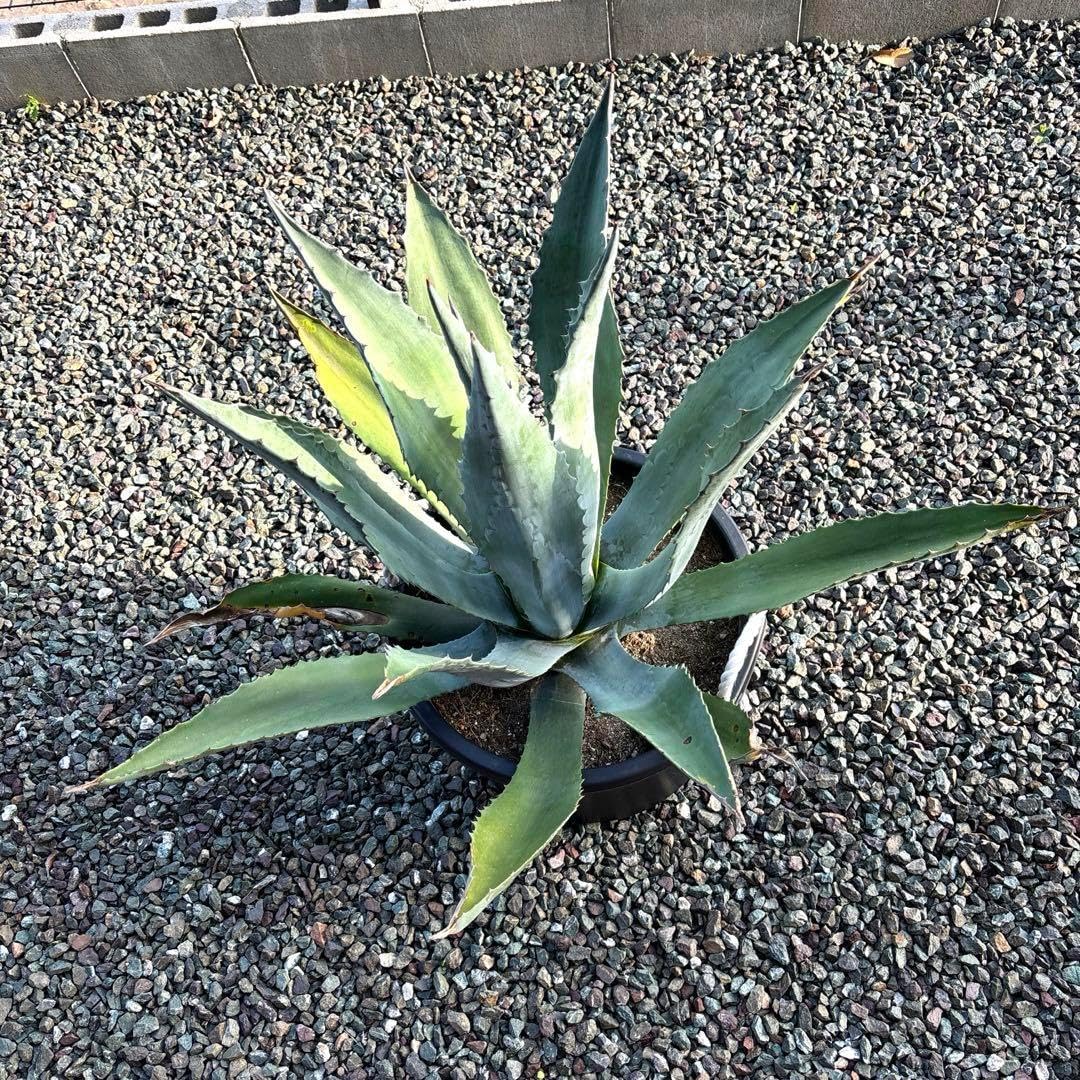 アガベ 華厳 抜き苗 ➀ KUMA【大株・抜き苗】アガベ 華厳 KUMA【大株・抜き